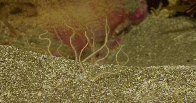 Brittle star arms extended into surge to feed.