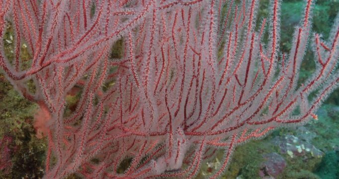 Healthy orange gorgonian up close.