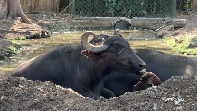 Buffalo resting in water and chewing, animal behavior in safari park, wildlife in captivity, natural environment with pond, calm scene, nature and mammal concept