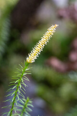 Fototapeta premium Macro close-up of Lycopodium clubmoss spore cone in forest, single vertical green stem with soft bokeh and natural light background
