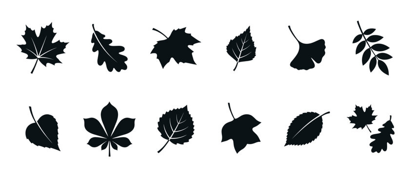 Various tree leaves silhouettes collection showcasing different shapes and types of foliage from deciduous trees, perfect for autumn designs.