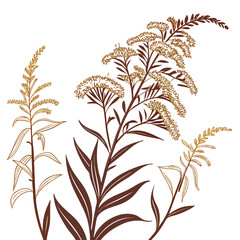 Obraz premium goldenrod vector
