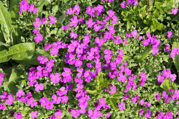 Obraz premium beautiful blooming rock cress with purple flowers in a flower garden springtime