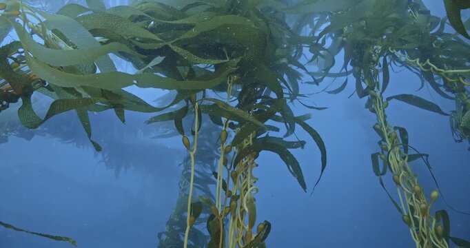 Twisted giant kelp stipes in surge.