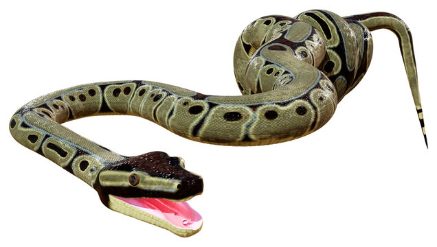 3D Rendering Ball Python on White