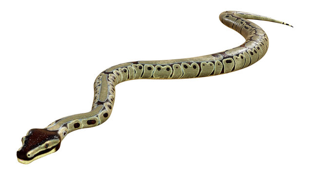 3D Rendering Ball Python on White