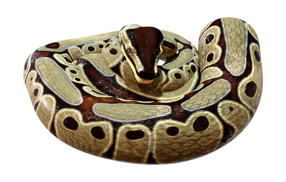3D Rendering Ball Python on White
