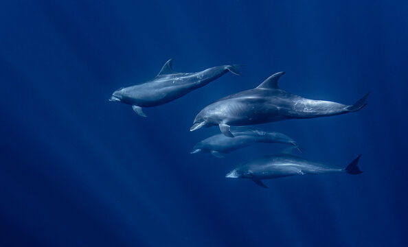gruppo di delfini in oceano aperto