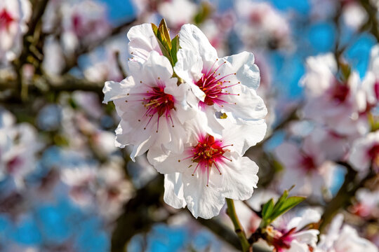 Mandelbl&uuml;te in der Pfalz bei Maikammer, Nahaufnahme