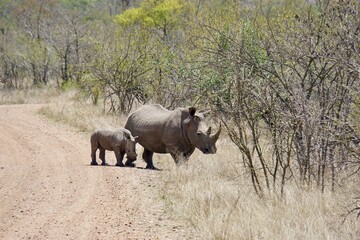 Naklejka premium White rhinoceros with calf walking along a dirt road in African savanna