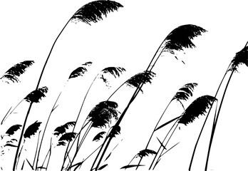 Black Silhouette Reeds Swaying Gently a White Background Isolated grass nature © Labid