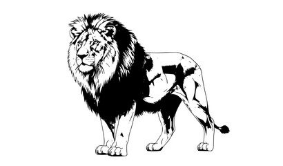 Realistic full body lion vector illustration detailed mane wild animal isolated on white background © MD AJIJUL HAKIM