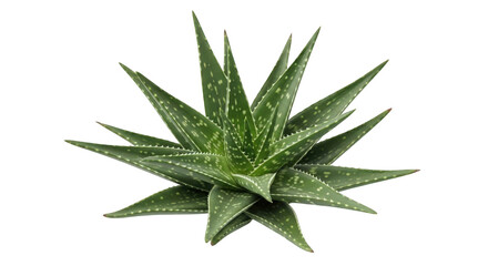 Fototapeta premium Fresh green aloe vera plant with thick textured leaves, botanical succulent graphic element for skincare and cosmetics design isolated on Transparent Background