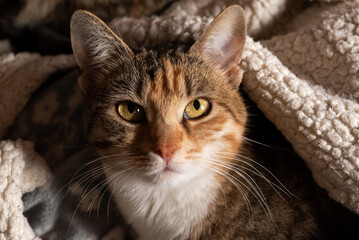 Close-up shot of a cat with vibrant green eyes