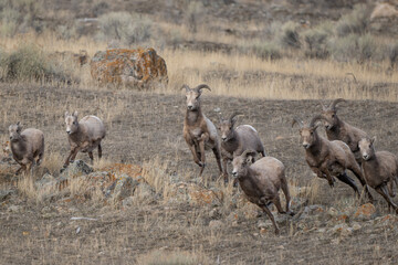 Fototapeta premium Bighorn Sheep on the Run in Montana