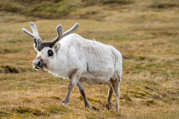Svalbard reindeer (Rangifer tarandus platyrhynchus) walking on a plain at Alkhornet, Svalbard, Norway © Angela