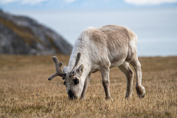 Svalbard reindeer (Rangifer tarandus platyrhynchus) grazing on a dry plain at Alkhornet, Svalbard, Norway © Angela