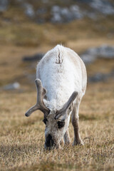 Svalbard reindeer (Rangifer tarandus platyrhynchus) grazing on a dry plain at Alkhornet, Svalbard, Norway © Angela
