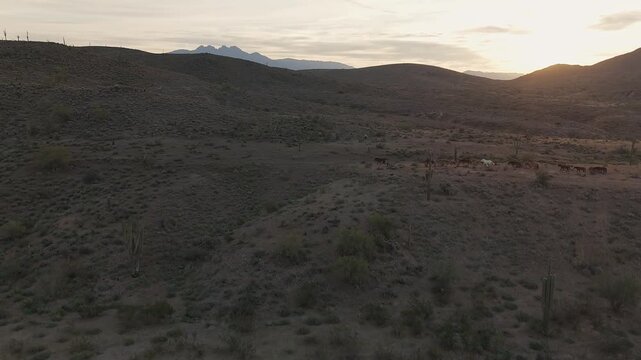 Panoramic Drone View Of A Band Of Wild Horses Running On Ridge Line In Early Morning In Arizona 