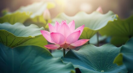 Naklejka premium International yoga day lotus bloom serenity