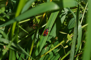 Fototapeta premium Ground-dwelling soldier bug. Sitting on narrow green grass, with a red and black pattern on its back. Wide shot.