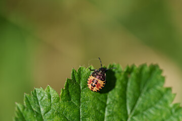 Fototapeta premium Nymph of a shield bug Pentatomidae. Sitting on the tip of a green leaf in the foreground. Brightly colored insect. Bokeh background. Wide shot.