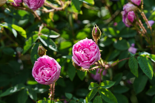 Cabbage rose Rosa centifolia or Damask rose Rosa damascena in the foreground, on two different stems, each with one spherical double flower. Above them is an unopened bud. Pink .Bokeh background.