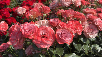 Naklejka premium Photo of beautiful pink rose flowers in nature in sunny botanical garden. Buds of flowering plants. Picture for notebook cover, copybook, or calendar.