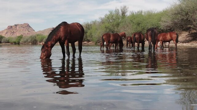 Close Up View Wild Horses Feeding In The Salt River With Mountain Backdrop In Arizona