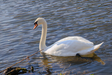 Fototapeta premium beautiful white swan floating on calm water
