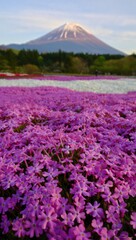 Obraz premium Vibrant Fields of Purple Flowers Set Against the Majestic Mountain Peak, Capturing the Essence of Nature's Beauty and Tranquility in a Stunning Landscape
