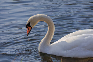 Fototapeta premium beautiful white swan floating on calm water