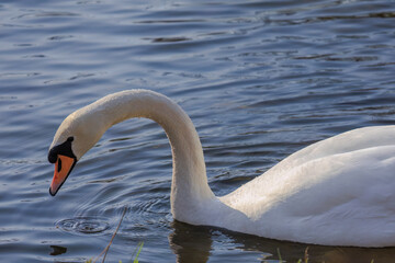 Fototapeta premium beautiful white swan floating on calm water
