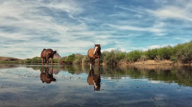 Low Angle And Reflection View Of Two Wild Horses Wading In The Salt River In Arizona With Big Sky