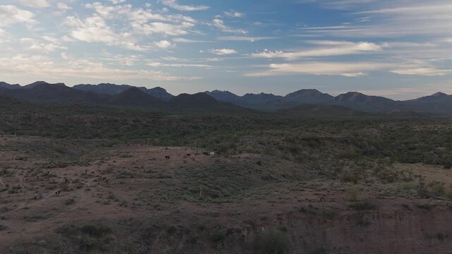 Aerial View Of Wild Horses Moving Across A Desert Landscape In the Early Morning Light
