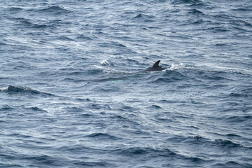 Fototapeta premium Northern minke whale (Balaenoptera acutorostrata) swimming near Alkhornet, Svalbard, Norway