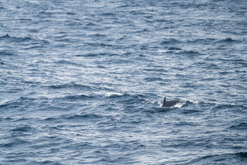 Fototapeta premium Northern minke whale (Balaenoptera acutorostrata) swimming near Alkhornet, Svalbard, Norway