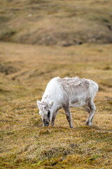 Obraz premium Juvenile Svalbard reindeer (Rangifer tarandus platyrhynchus) grazing in a field at Alkhornet, Svalbard, Norway