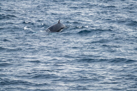 Northern minke whale (Balaenoptera acutorostrata) swimming near Alkhornet, Svalbard, Norway