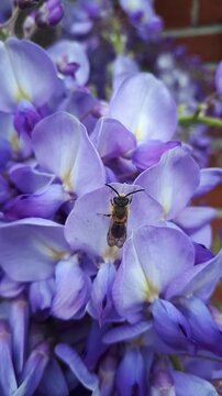 fioletowa delikatność