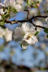 A bee extracts nectar from a flower. © Яна Тугай