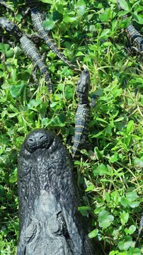 Mother alligator and baby, little one gets pinned then slips free, wildlife interaction cute accident