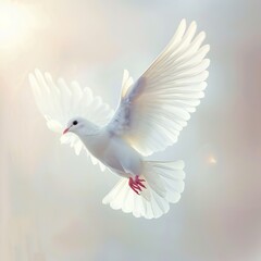 Obraz premium white dove, soft natural light, minimal background, realistic photography style, calm peaceful mood