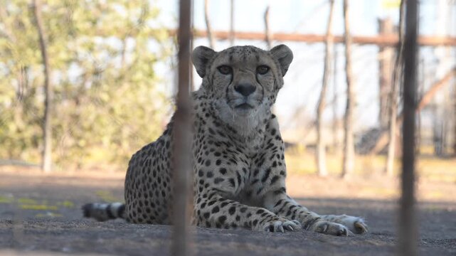 Cheetah Sanctuary, a cheetah waiting to feed in Namibia, Africa.
