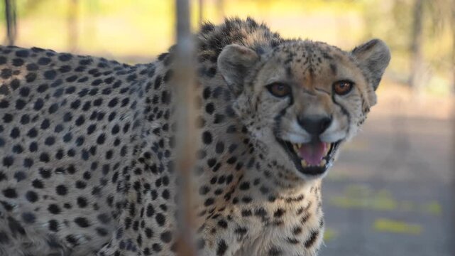 Cheetah Sanctuary, a cheetah waiting to feed in Namibia, Africa.