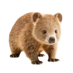 Fototapeta premium Cute Wombat Standing on its Feet in Natural Environment