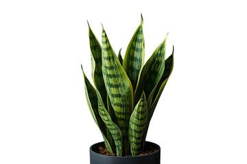 Fototapeta premium Snake plant (dracaena trifasciata) in pot on transparent background, showing striking variegated foliage