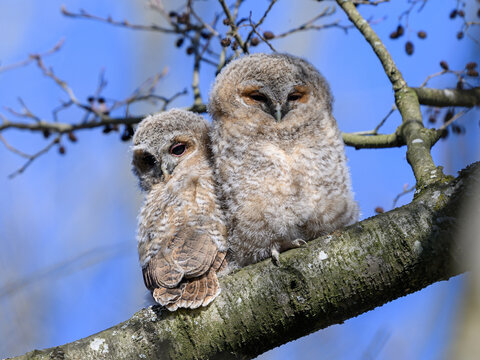 Tawny owl (Strix aluco) Juvenile
