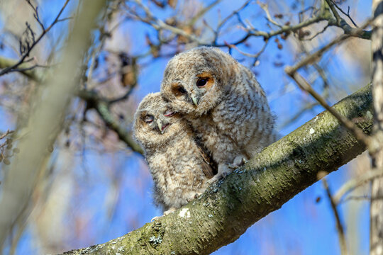 Tawny owl (Strix aluco) Juvenile