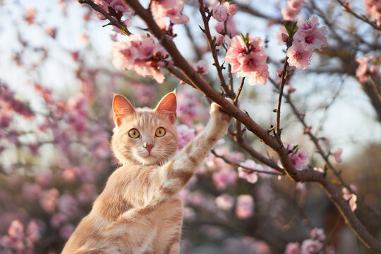 Ginger cat gazes from a branch among full pink blossoms in golden orchard light.